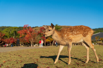Naklejka na ściany i meble 奈良公園の小鹿