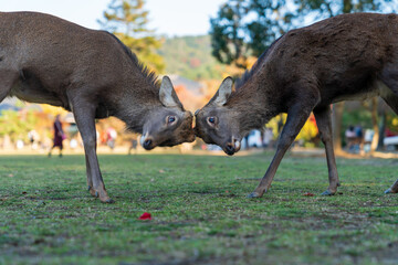 奈良公園の鹿の頭突き合い