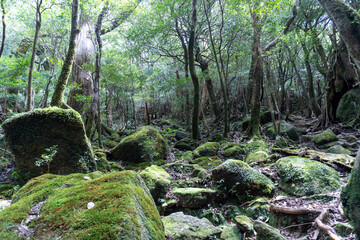 Trail in Shiratani Unsuikyo Ravine on Yakushima Island