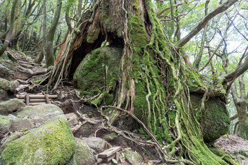 Taikoiwa in Shiratani Unsuikyo Ravine on Yakushima Island