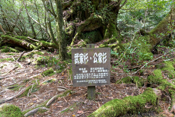 Trail in Shiratani Unsuikyo Ravine on Yakushima Island