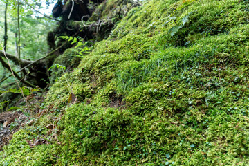Fototapeta premium Trail in Shiratani Unsuikyo Ravine on Yakushima Island
