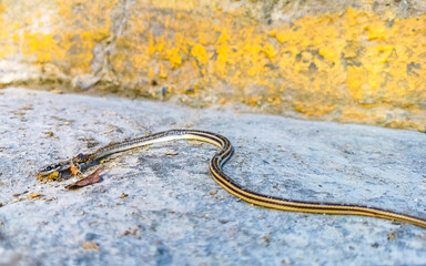 Dead tropical snake run over on the ground Puerto Escondido.