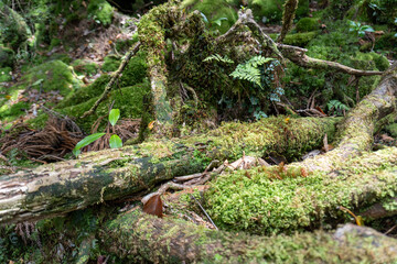 Trail in Shiratani Unsuikyo Ravine on Yakushima Island