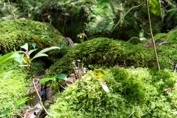 Trail in Shiratani Unsuikyo Ravine on Yakushima Island