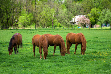 4 horses, with their heads down, are grazing on the forest grass that Spring's warm weather has...