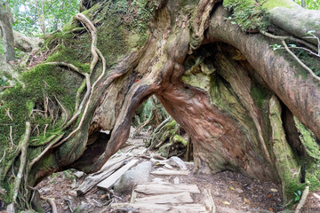 Trail in Shiratani Unsuikyo Ravine on Yakushima Island