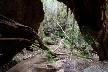 Trail in Shiratani Unsuikyo Ravine on Yakushima Island