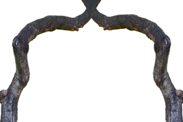 Natural frame of two trees meeting. on a white background (Focus on a specific point)