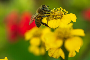 bee on yellow flower