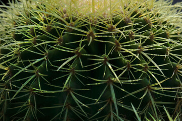 Cactus needles close-up. Cactus texture background. Green succulent. Macro shot of a cactus plant and thorns. Cactus spine detail rows. 