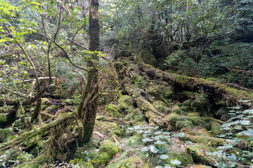Trail in Shiratani Unsuikyo Ravine on Yakushima Island