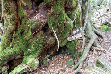 Trail in Shiratani Unsuikyo Ravine on Yakushima Island