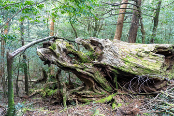 Trail in Shiratani Unsuikyo Ravine on Yakushima Island