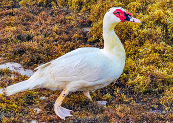 Muscovy duck on Caribbean beach in Playa del Carmen Mexico.