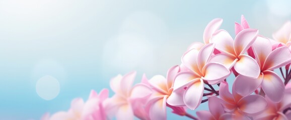 Panorama of blossoming Frangipani flower with color filter on soft pastel color in blur style for...