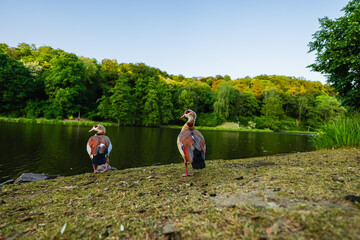 Egyptian Goose Standing in a Park on a River