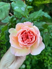 Peachy Rose