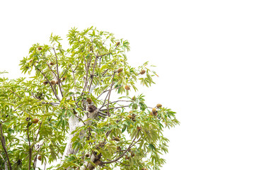 Top of baobab tree with lush green leaves, load of fruits hanging on branch isolated on white...