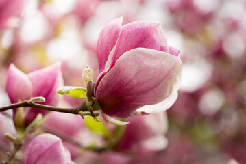 Obraz premium Beautiful pink magnolia flowers close up. Jentle magnolia flower against sunset light. Romantic creative toned floral background.
