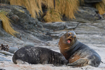 Southern Sea Lion (Otaria flavescens) trying to abduct a Southern Elephant Seal pup (Mirounga leonina) on Sea Lion Island in the Falkland Islands.