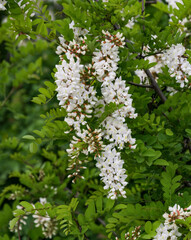 Twig with white acacia flowers, spring natural background