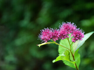 Purple flowers on a bush branch