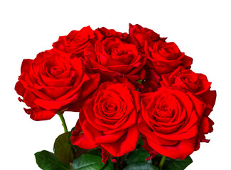 Red roses on a white background