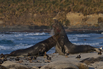 Male Southern Elephant Seals (Mirounga leonina) fighting for dominance during the breeding season...
