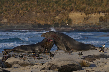 Male Southern Elephant Seals (Mirounga leonina) fighting for dominance during the breeding season...