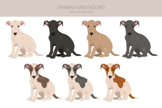Spanish Greyhound puppies clipart. All coat colors set.  All dog breeds characteristics infographic