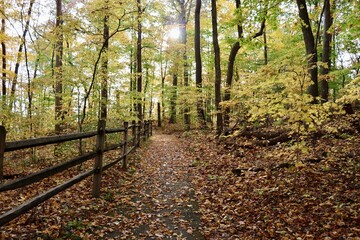 The walkway in the autumn woods.
