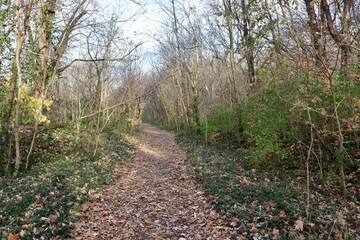 The long trail in the autumn forest.