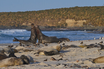 Male Southern Elephant Seals (Mirounga leonina) fighting for dominance during the breeding season...