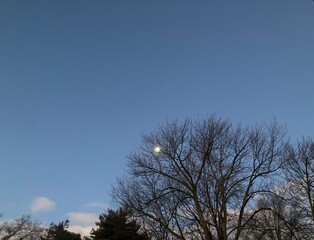 Fototapeta na wymiar moon behind tree at sunrise
