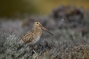 Magellanic Snipe (Gallinago paraguaiae magellanica) on a grassy meadow on Sea Lion Island in the Falkland Islands.