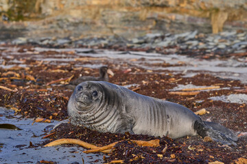 Southern Elephant Seal pup (Mirounga leonina) on a sandy beach on Sealion Island in the Falkland...
