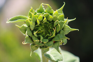Sunflower before blossom