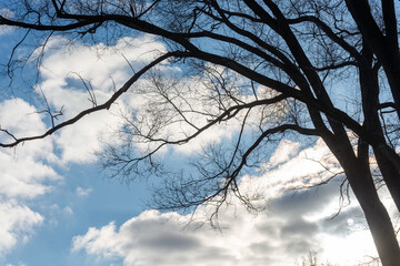 bare tree branches on a cloudy blue sky during an early winter sunset
