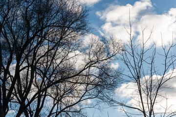 bare trees in silhouette on a cloudy blue sky in early winter