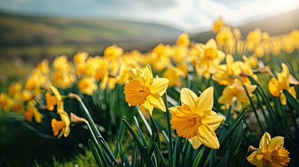 Daffodil Field Backdrop for Text