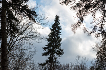 evergreen tree and bare branches on a cloudy sky