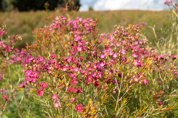 Fototapeta premium Pink wax flowers in a flower farm