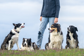Border Collies. Dog handler is walking with four obedient dogs in autumn on a meadow