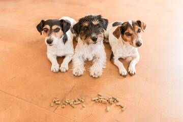 Three obedient dogs make room  in anticipation of food - Jack Russell Terrier