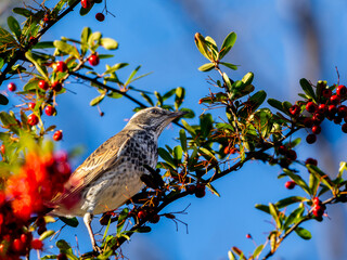 木の実のなる木の枝にとまるツグミ