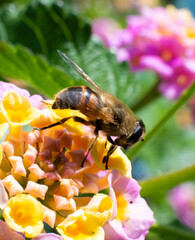 Bee gathering pollen from a flower