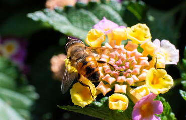 Bee gathering pollen from a flower