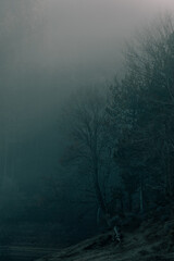 Fototapeta na wymiar Dark and spooky forest with a lot of fog.