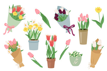 Set of vector early spring garden flowers in bouquets and pots. Floral design elements for Happy women's day March 8, Valentine's Day, birthday. Blooming tulips and daffodils isolated on white